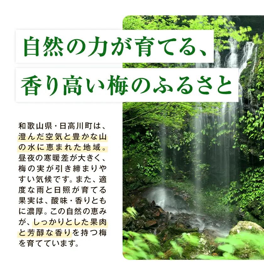 梅 訳あり 青梅 5kg 