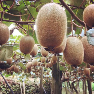 ふるさと納税 八幡浜市 愛媛県八幡浜産キウイフルーツ(3kg)【C81-1】 |  | 02