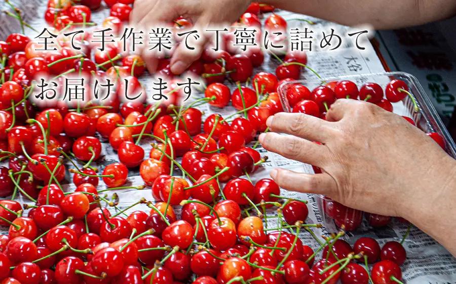 さくらんぼ「佐藤錦」バラ詰め(Lサイズ以上) 500g 山形県鶴岡産 伊藤サクランボ園 令和9年産 K-942