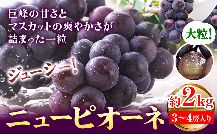 【先行予約】ぶどう ピオーネ ニューピオーネ 約2kg 3~4房 果物 スイーツ フルーツ デザート 葡萄 吉備高原の農園 幸屋 sachiya 岡山県 浅口市《9月上旬から９月中旬に発送予定(土日祝除く)》---124_2000_9a9b_25_17000_2kg---