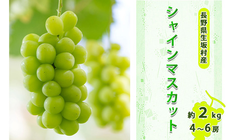 【2026年先行予約】シャインマスカット4~6房入り 約1.7~2kg シャインマスカット