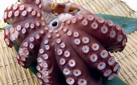 【花光】タコ好きさん必見！淡路の島ダコ釜揚げ（中サイズ丸ごと1杯）【旨さそのまま♪期間限定フレッシュ冷蔵便】