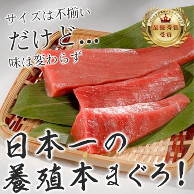 ふるさと納税 大月町 【訳アリ】養殖本マグロ 赤身 300g 黒潮本まぐろ 刺身用 小分け柵 最優秀賞受賞 高知県大月町 |  | 03