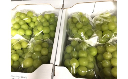 種がなく皮ごと食べることができるシャインマスカット。毎年全国の方に食べていただいています（写真は2kg箱）