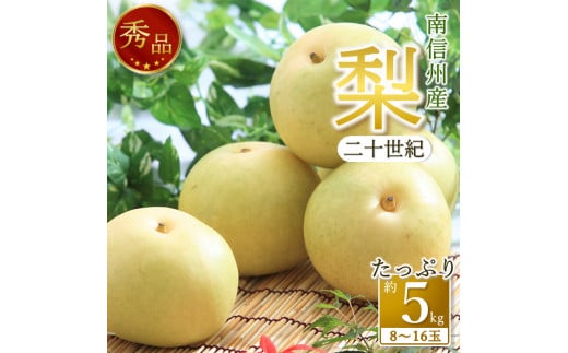 【南信州産】梨「二十世紀」秀品約5kg（8玉～16玉） 2025年9月上旬より発送 長野県 信州 高森町 産地直送 果物 くだもの なし ナシ 和梨 旬 旬の果物 旬の梨 ギフト 贈答 JAみなみ信州