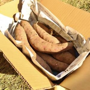 【先行受付】11月下旬より発送!茨城県 ひたちなか産 さつまいも 紅はるか 箱込2kg【訳あり】【1631630】