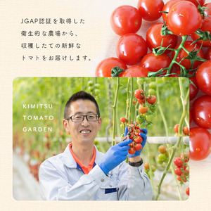 【4月発送】 高糖度 ミニトマト スイートベル （ 房どり ） 180g × 10P | 野菜 トマト ミニトマト プチトマト トマト 高糖度 トマト とまと 小分け 千葉 君津 きみつ