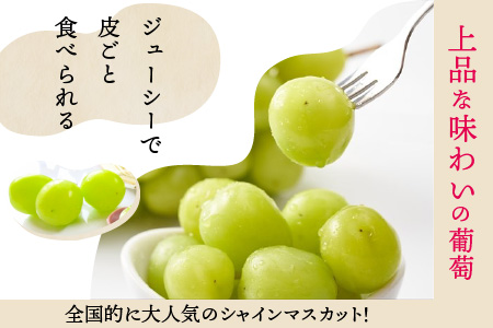 【先行予約】減農薬にこだわった新鮮で安心な川合農園大人気のシャインマスカット2房 約1.0kg【2026年9月上旬以降順次発送予定】【マスカット ブドウ ぶどう 葡萄 果物 くだもの フルーツ 果実 