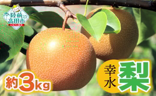 【令和7年夏発送予定】梨 （幸水） 約 3kg  熊谷農園