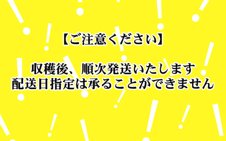 【2025年7月上旬頃から発送】ノウリエ　北海道比布町産ブロッコリー　８個
