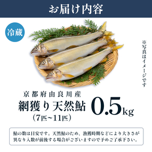 【2025年夏発送】 天然鮎 網獲り 約0.5kg（約7匹～11匹）あゆ 鮎 鮎 あゆ アユ 生鮎