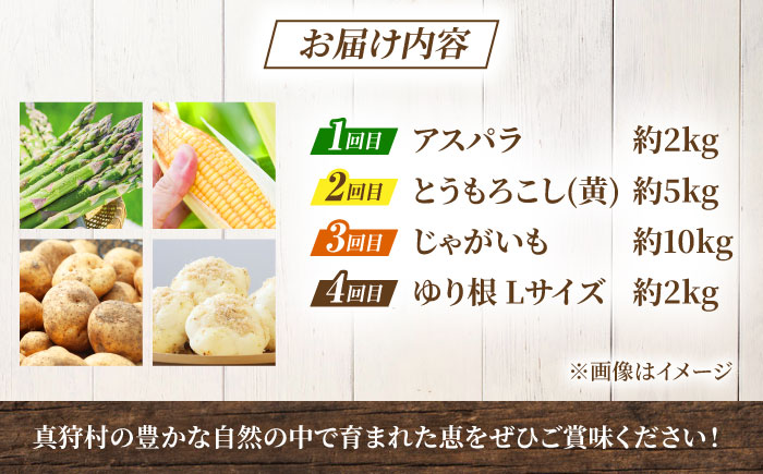 【全4回定期便】 まっかり四季の恵みセット | 野菜セット 野菜 詰合せ アスパラ とうもろこし じゃがいも ゆり根 先行予約 | 道の駅 真狩フラワーセンター [BPAM007]