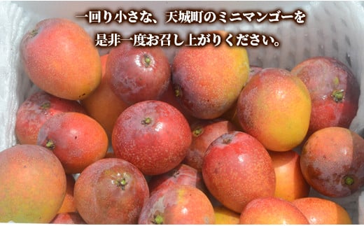 【数量限定追加】天城町産 島マンゴー園の完熟マンゴー【ご家庭用】1kg