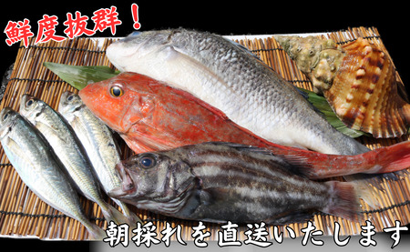 魚のプロにお任せ！ 銚子港 水揚げ 産地直送 鮮魚セット 2kg 旬の魚 旬の鮮魚 魚 鮮魚 セット 海の幸 刺身 お任せ 厳選 朝採れ 鮮度抜群 マイワシ サバ 鯖 さば アジ 鯵 真アジ マアジ 