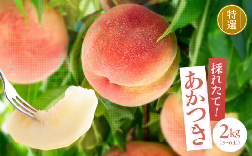 【収穫当日出荷】 長野県 飯田産 特選 完熟 桃 あかつき 約2kg | 果物 くだもの フルーツ 柿 桃 もも あかつき 完熟 長野県 信州 南信州 飯田市