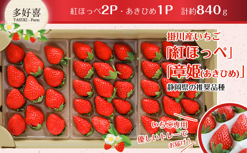 
１７２４　掛川産苺 紅ほっぺ＆章姫(あきひめ) 280ｇ×3P 計840ｇセット 令和５年12月中旬より順次発送 多好喜(たすき) ① 12月中旬からの発送　② 1月からの発送　２つの中から発送月をお選びください
