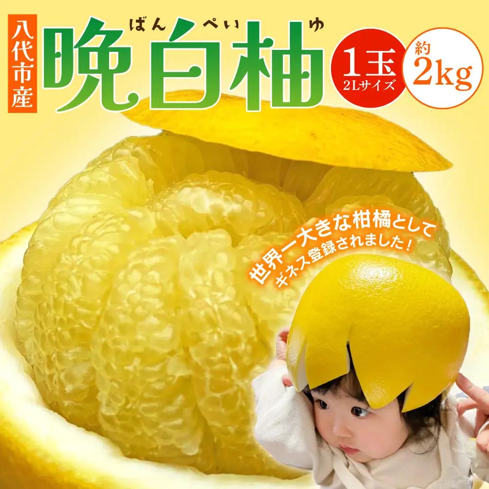 柑橘 【先行予約】熊本県 八代市産　晩白柚　1玉 2Lサイズ 約2kg 【2027年1月上旬より順次発送】 柑橘