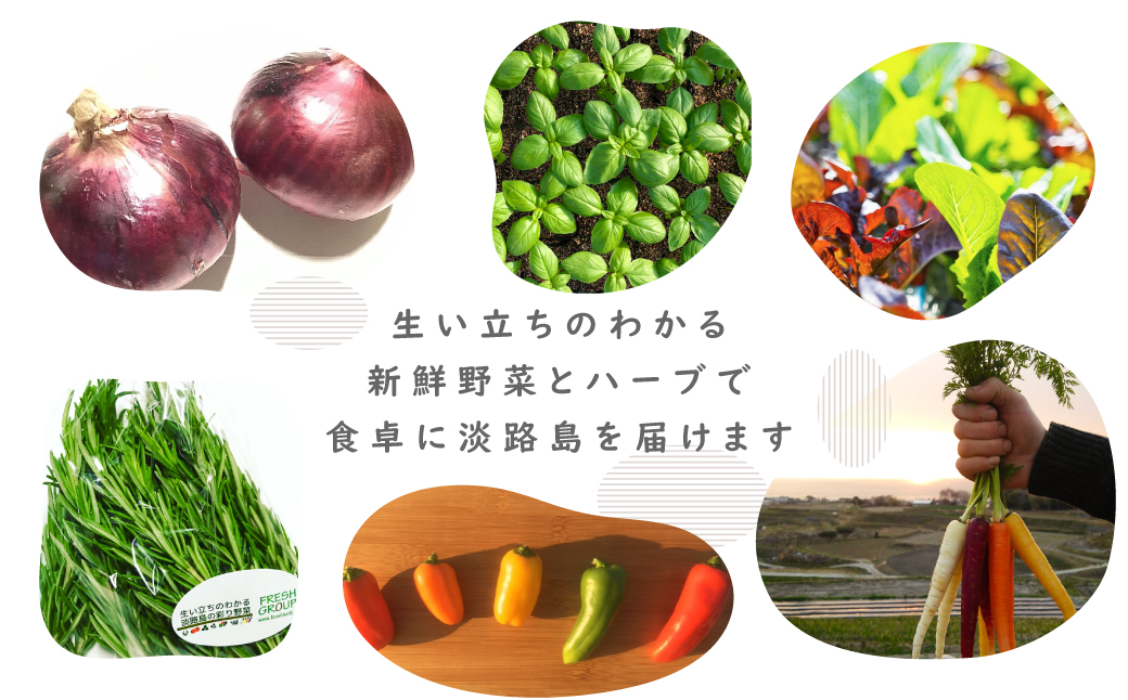 【定期便】彩り野菜と香るハーブセット　１２回お届けセット　　[野菜セット 野菜詰め合わせ]