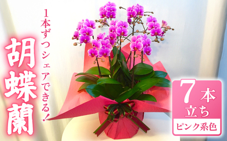 お取り分けできる胡蝶蘭 ミディー胡蝶蘭 ピンク系 8号 7本立ち ラッピング付き 【 胡蝶蘭 】