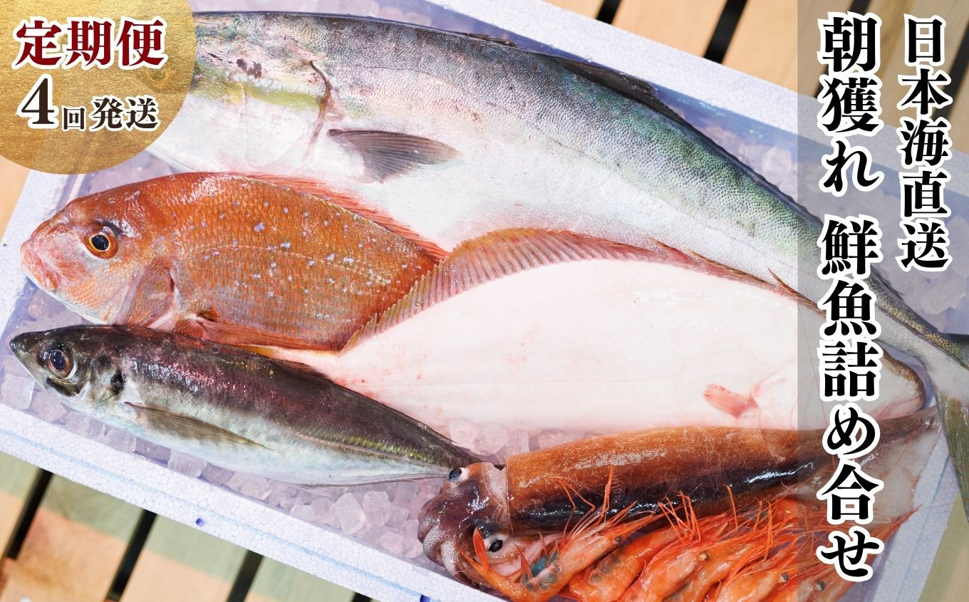
            【定期便4回】日本海直送! 旬の鮮魚詰め合せ【魚種6種程度】×4回 魚のプロが選んだ厳選魚  新潟 糸魚川 能生漁港から朝獲れ新鮮な魚をお届け 生 (国産 天然 海鮮 お刺身 魚介類セット 鮮魚BOX 便利 簡単 お手軽 高級) 魚正【朝どれ 鮮魚ボックス 鮮魚セット 鯛 ヒラメ ブリ エビ イカ アジ 人気 海鮮セット】
          