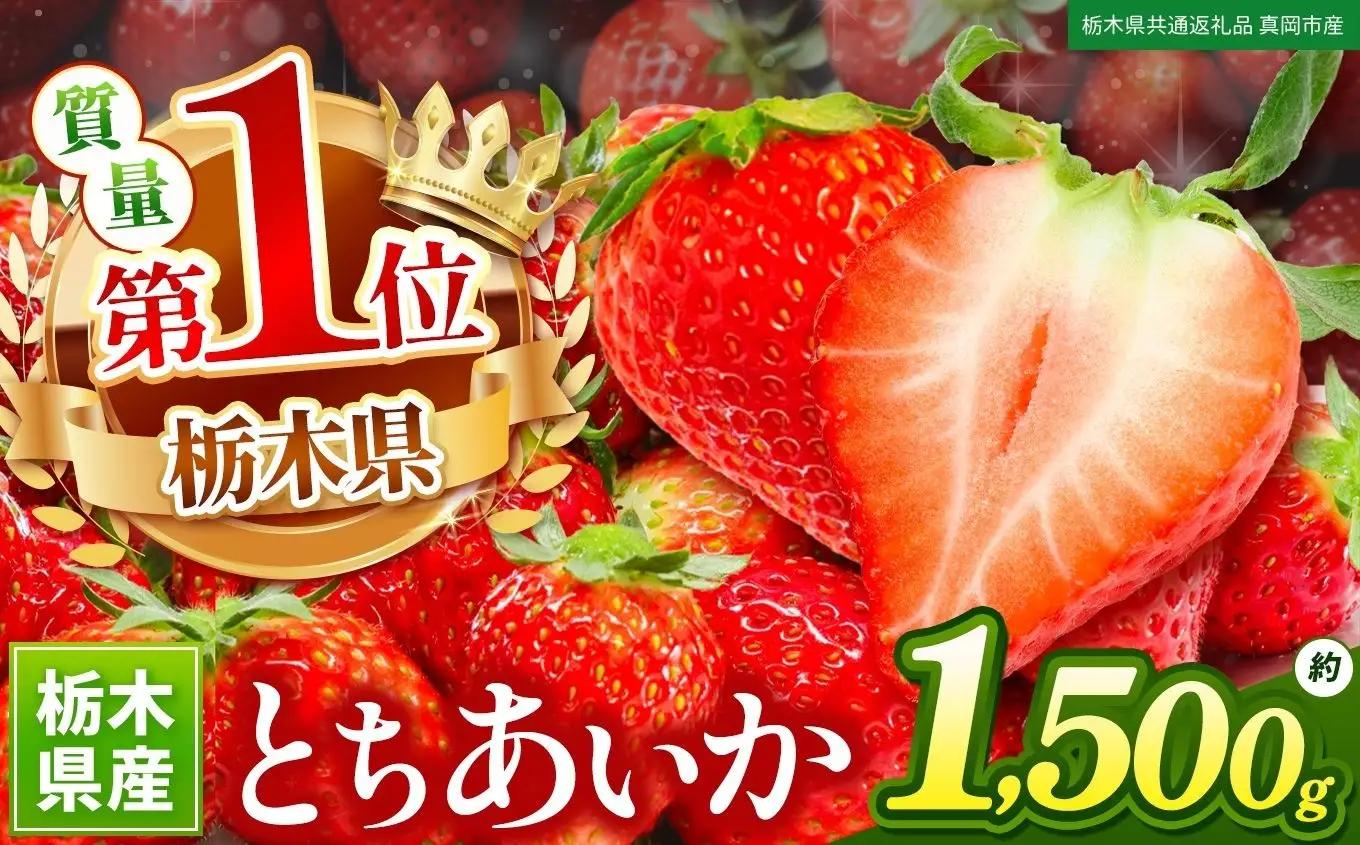 苺 いちご サイズおまかせ とちあいか 約1500g【栃木県共通返礼品 真岡市産】TT 栃木県 下野市