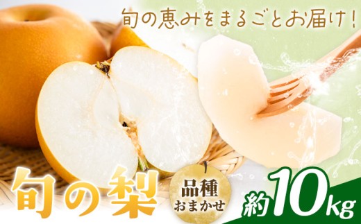 【先行予約】旬の梨 品種おまかせ 約10kg 日本フルーツ株式会社《2027年8月上旬-10月上旬頃出荷》熊本県 菊池市 梨 なし 豊水 秋月 新高 和梨 熊本県産