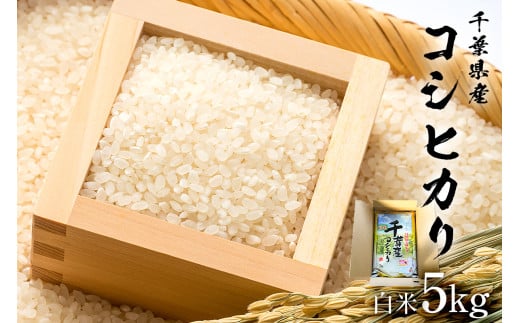 【2025年9月1日以降発送予定】白米　千葉県産こしひかり5kg【2025年産】 mi0068-0001【お米 精米 白米 こしひかり コシヒカリ おにぎり】