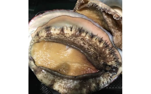 八幡浜発!竹中水産の「アワビ三昧、中サイズ」600g(鯛もしくはアジとセット)＜H22-213＞【1043109】