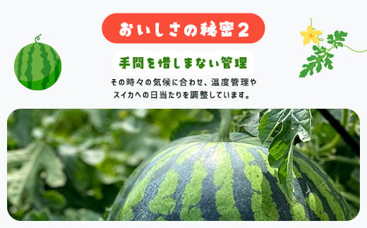 【先行予約】【6月上旬から発送】レッドサンスイカ（約8kg～約9.8kg×1玉） SMAF001