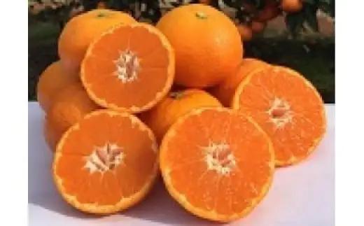 山本農園の紅みかん ５kg　みかん ミカン 蜜柑 柑橘 たらみかん 太良みかん 温州みかん 完熟みかん 国産 佐賀県産 太良町 こだわり 産地直送 贈答品 詰め合わせ セット 甘熟 極甘 N112x1