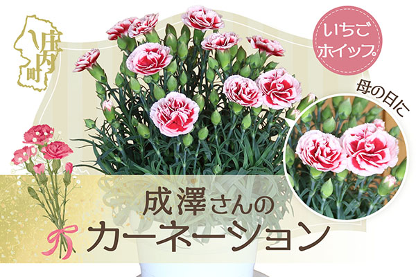 【R8.5月初旬より順次発送】成澤さんのカーネーション いちごホイップ 5号鉢（入金期限：2026.4.30）母の日に プレゼント