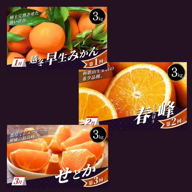 ＼新登場／ 【全3回定期便】和歌山のプレミア柑橘定期便 （越冬早生みかん・せとか・春峰） ※2027年1月より3回お届け / みかん 定期便 柑橘 せとか フルーツ 早生みかん ミカン 和歌山 果物 