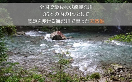 先行予約 天然波乗り鮎の一夜干し 約400g 6～8尾 干物 一夜干し 鮎 天然 熟成 あゆ アユ 天然鮎 清流 海部川 川魚 簡単調理 冷凍 【2024年8月以降にお届け】