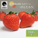 【ふるさと納税】【先行予約】おがファームの道産子いちご 大粒「けんたろう」260g×2