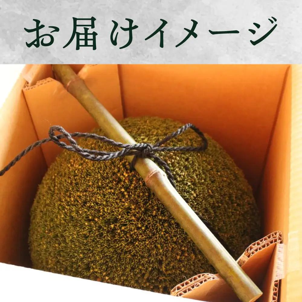 日本酒ライフに彩りを！杉玉直径40cm。自宅やお店のインテリアに。【67-2】杉玉 すぎだま 杉だま スギ