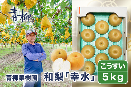 【2026年先行予約】青柳果樹園の和梨 幸水 5kg (10～14玉) 《8月下旬～順次出荷》 果物 しんこう 加茂市 青柳果樹園
