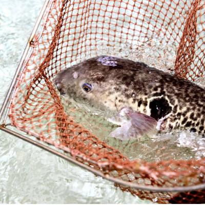 ふるさと納税 南知多町 【日間賀島産】天然とらふぐ鍋セット |  | 02