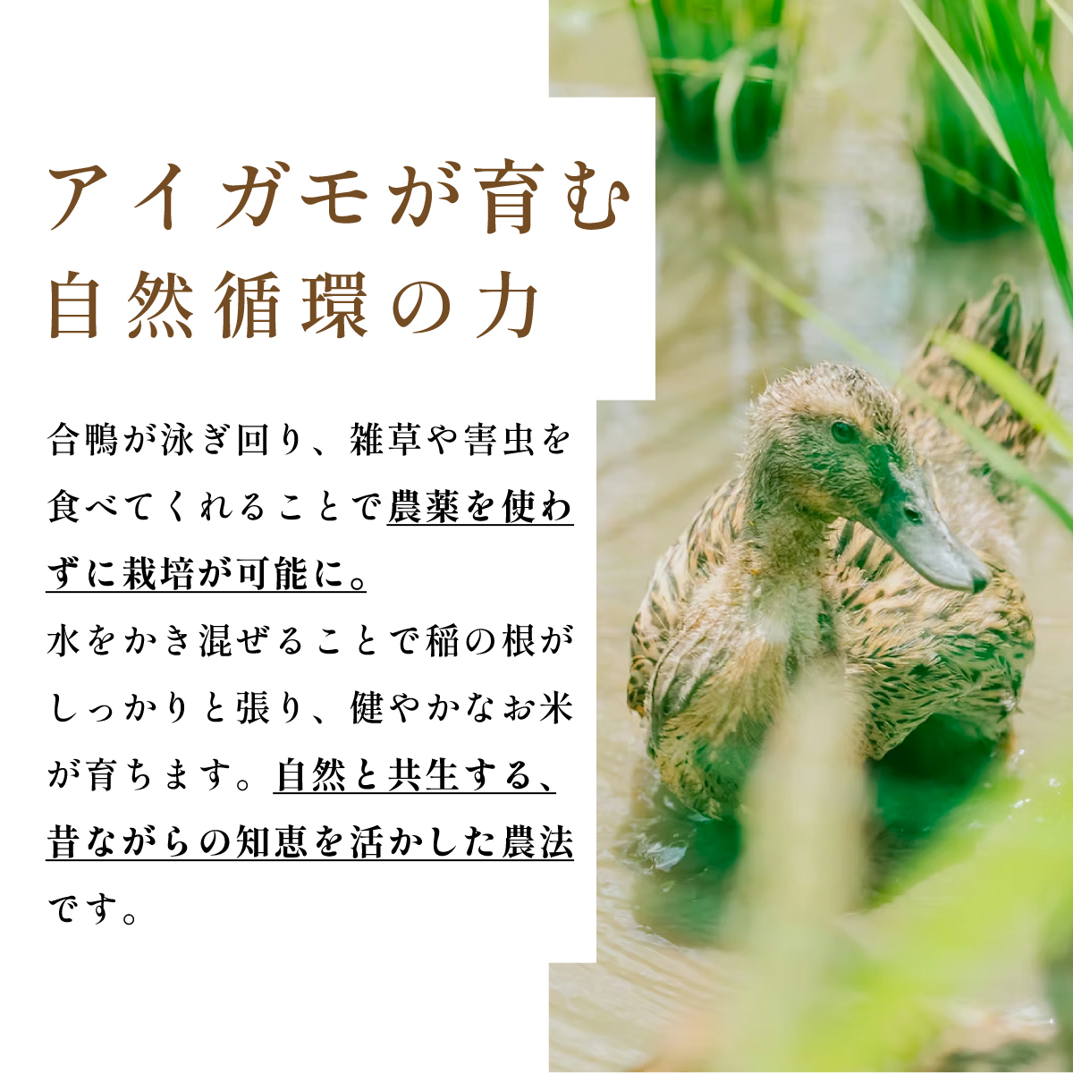 〈令和８年産早期予約〉有機JAS認定　無農薬栽培コシヒカリ 玄米 30kg×1袋