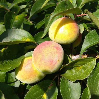 ふるさと納税 美浜町 家庭用 紀州南高梅(青梅)3kg+250g(傷み補償分)【梅干し・梅ジュースに】【訳あり】 |  | 02
