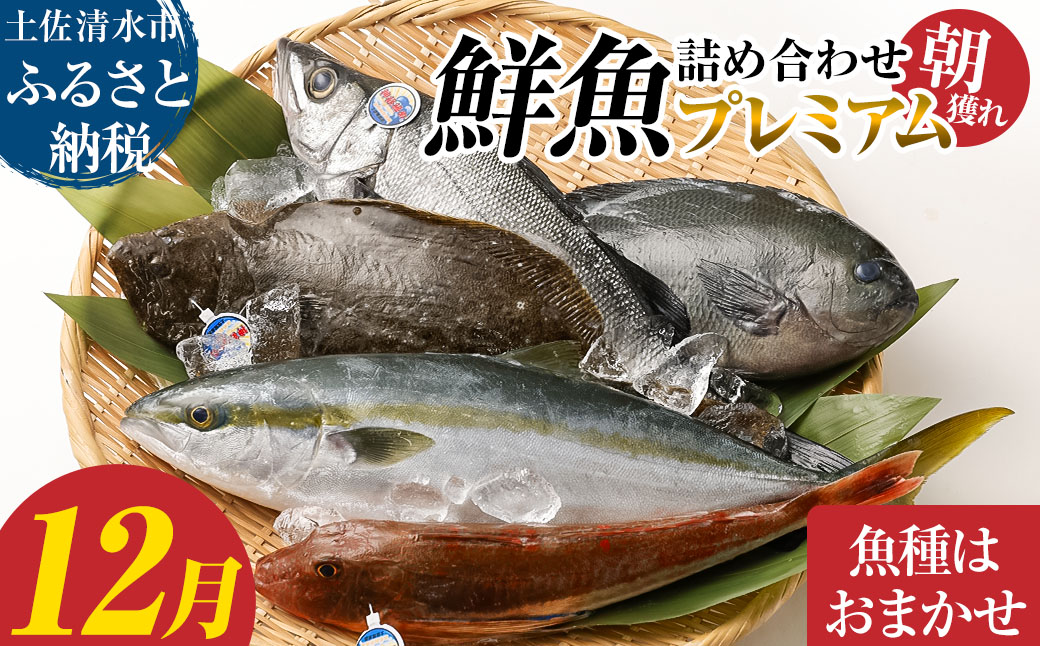 旬の朝獲れ鮮魚詰め合わせ（プレミアム）【2025年12月配送】【以布利定置網　漁師直送】朝獲れ 旬 鮮魚 魚介 海鮮 魚 さかな せんぎょ 鮮魚セット 詰め合わせ おまかせ お任せ【S00819-12】