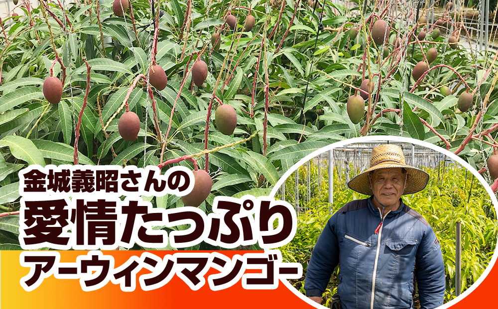 【2026年発送】金城義昭マンゴー農園　アーウィンマンゴー家庭用1.5kg