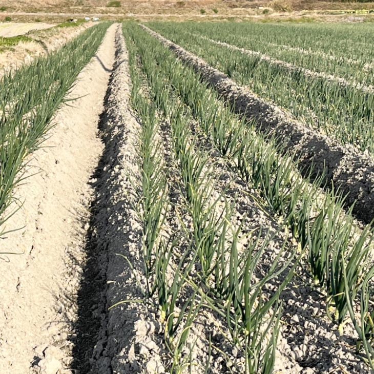 【淡路島玉ねぎ・サイズ混合】三世代で紡ぐ味淡路島の玉ねぎ 5Kg◆配送6月上旬～8月中旬