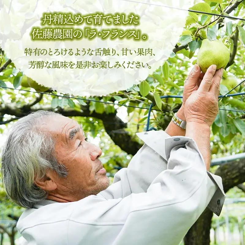 【令和8年産先行予約】 ラ・フランス　2L～3L　約2kg　(8～11玉)　 山形県鶴岡市産　佐藤農園