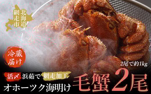 
            【先行予約】オホーツク海明け活〆浜茹で毛蟹2尾冷蔵届け（オホーツク海産・網走加工）（2026年4月15日以降発送）【 ふるさと納税 人気 おすすめ ランキング 毛がに 毛ガニ 毛蟹 カニ ガニ 蟹 海鮮 新鮮 かに味噌 カニ味噌 浜茹で 冷蔵 1kg オホーツク 北海道 網走市 送料無料 】 ABAO2180
          
