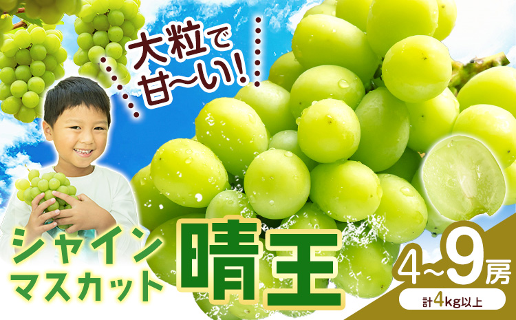 シャインマスカット【晴王】 岡山県産 4-9房(計4kg以上)【先行予約】 株式会社Myself《2025年9月上旬-11月上旬頃出荷》マスカット 送料無料 岡山県 浅口市 ぶどう フルーツ 果物 贈り物 ギフト---124_c1018_9j11j_24_53000_40---