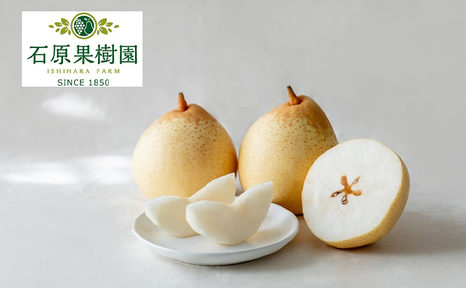 梨 2025年 先行予約 鴨梨（ヤーリー）3～6玉 合計約2kg 贈答箱 ナシ なし 岡山県産 国産 フルーツ 果物 ギフト 石原果樹園