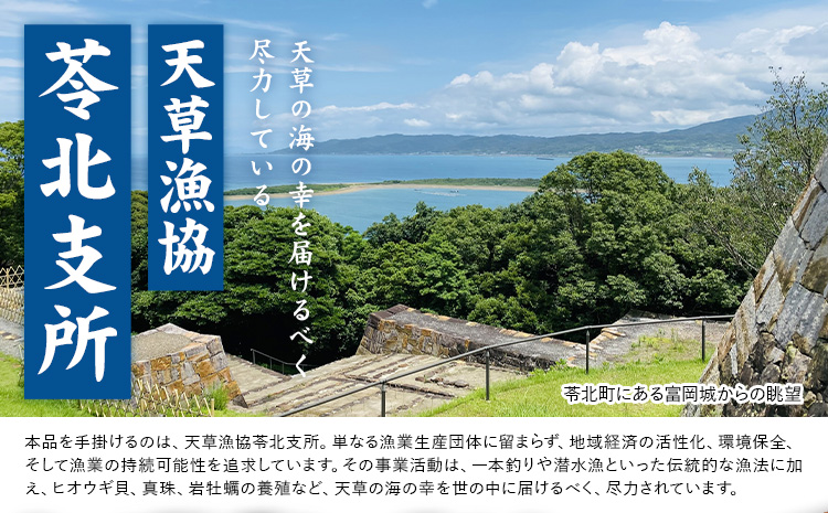 天草産 天然伊勢海老 一尾（半身カット×２個） 海鮮 海産物 海の幸 シーフード 海老 エビ えび 伊勢海老 《30日以内に出荷予定(土日祝除く)》 熊本県 苓北町 天草 天草漁業協同組合苓北支所 -