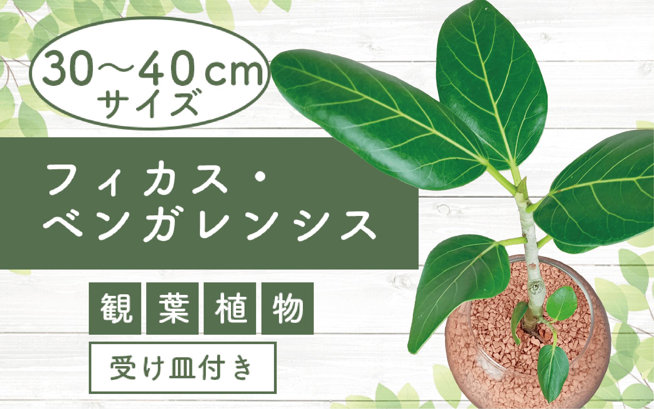 
            2025年4月中旬～発送【観葉植物】フィカス・ベンガレンシス30cm～40cm ガラス鉢(T&P/025-1463) 南国鹿児島県で育った 観葉植物！植物 鉢付 インテリア 室内 オフィス おしゃれ プレゼント ギフト 開店祝い 移転祝い マイナスイオン【配送不可地域：北海道・沖縄県・離島】
          