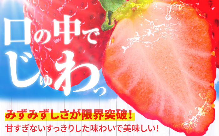 佐賀県産 いちごさん 計1kg以上（約250g×4P）いちご イチゴ 苺