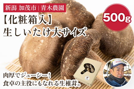 【2025年先行予約】【化粧箱入】生しいたけ 大サイズ 約500g（9～13個）《10月中旬から順次発送》 品評会で金賞受賞！ きのこ しいたけ 椎茸 特大 食べ応えある大きさ 肉厚で旨味たっぷり！ ギフト 加茂市 青木農園